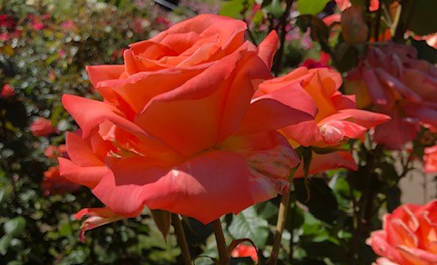 Rose-445x593.jpg Rose-445x593.jpg