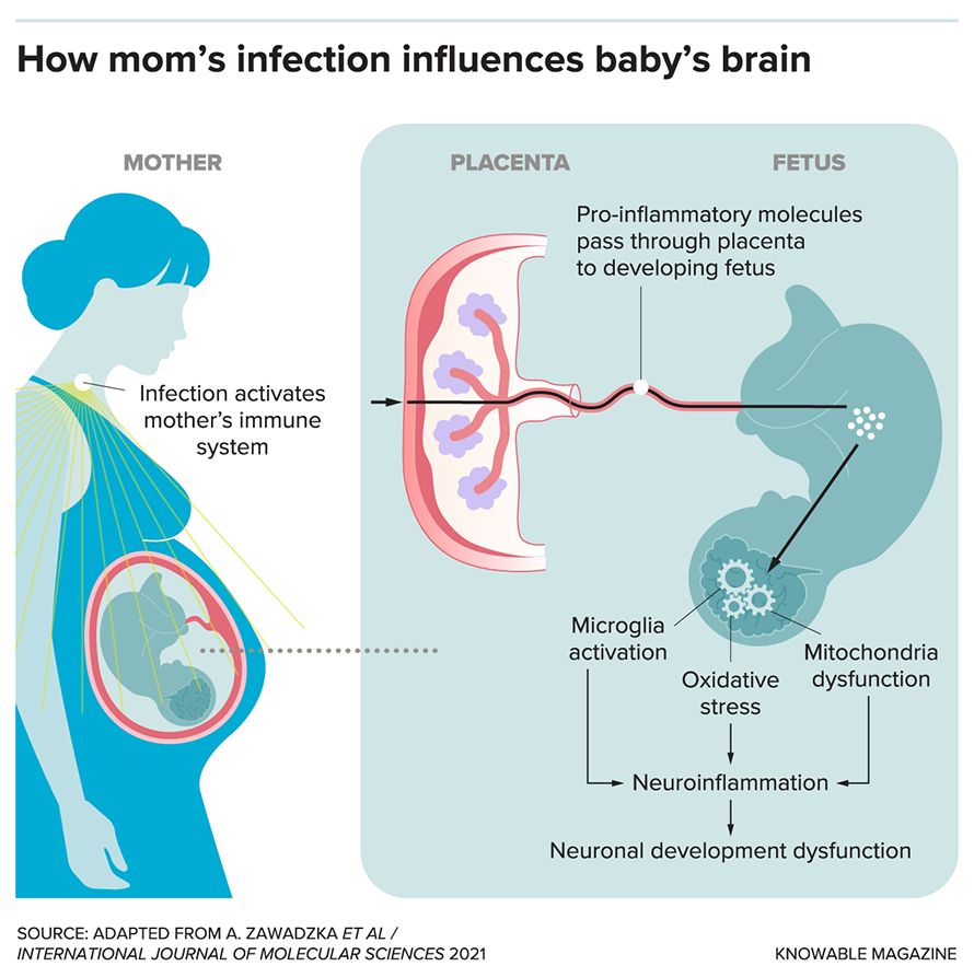 When an infection activates a pregnant woman’s immune system, molecules that promote an immune response pass through the placenta to the growing fetus, where they can alter the developing brain.