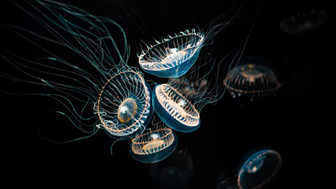 From CRISPR to glowing proteins to optogenetics