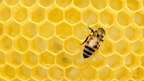 The bee microbiome can fight back against fungi that cause Colony Collapse Disorder