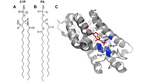 Identification of ceramide-1-phosphate transport proteins