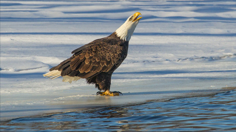 There’s something in the water, and it’s killing America’s national bird