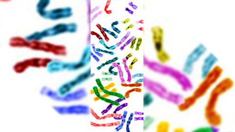 What do you want to do after school?