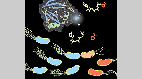 JBC: New insights into the molecular weapons of the plant microbiome