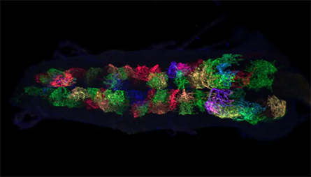 Fruit-flies-brain-445x254.jpg