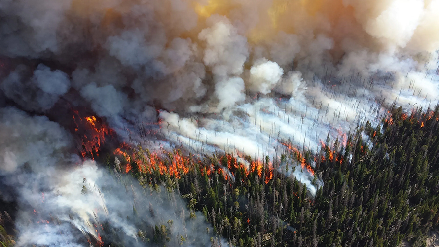 Wildfire-890x501.jpg Wildfire-890x501.jpg