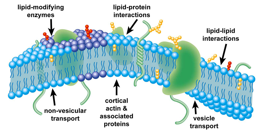Our evolving view of plasma membrane domains