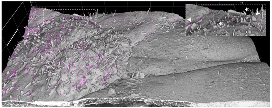 Cultured Vero E6 cells infected with SARS-CoV-2 virus, followed by fixation and staining with maleimide-fluorescent dye total protein stain (grey) and an antibody against viral Spike protein (magenta). Cells were expanded ten-fold using the new ExM-variant method TREx (Ten-fold Robust Expansion) and imaged by confocal microscopy. Cells on the left side are heavily infected with virus, displaying a rounded-up morphology and numerous filopodial protrusions. The protrusions are enriched with viral Spike protein. Scale bars: ~4um before expansion.