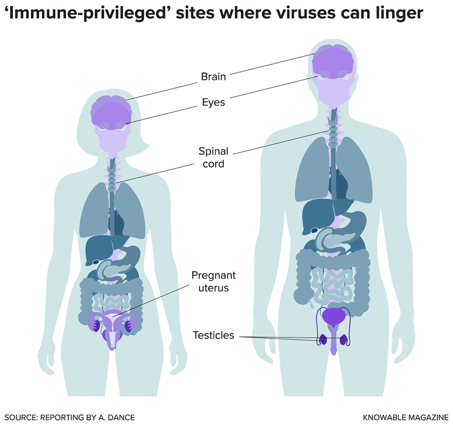 Immune-privileged-890x835.jpg