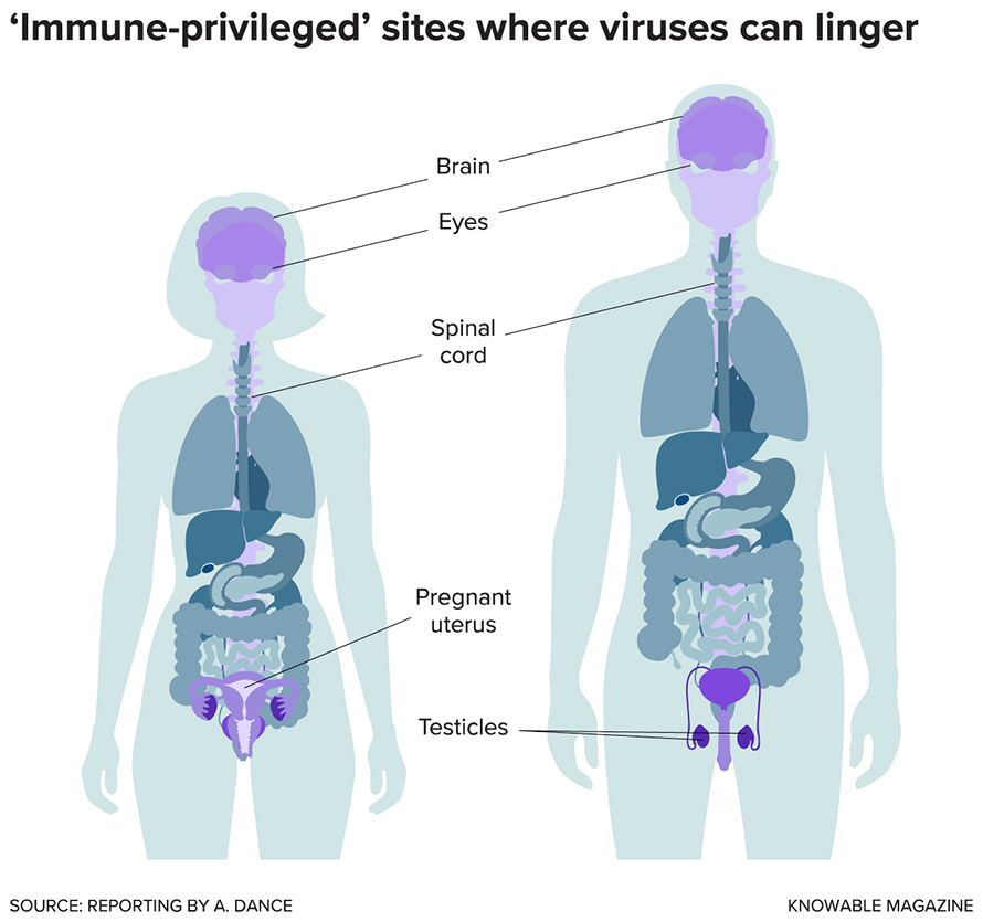 Immune-privileged-890x835.jpg Immune-privileged-890x835.jpg