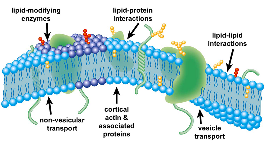 Our Evolving View Of Plasma Membrane Domains