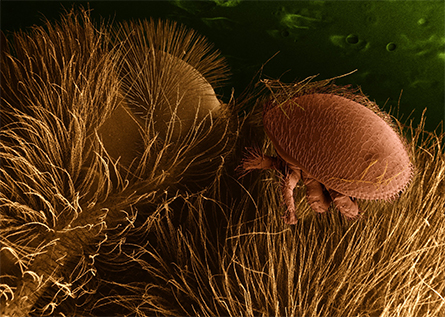 This electron microscope image shows a Varroa destructor mite on a honeybee.