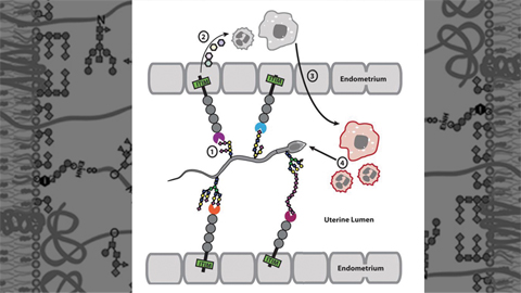 Do sperm offer the uterus a secret handshake?