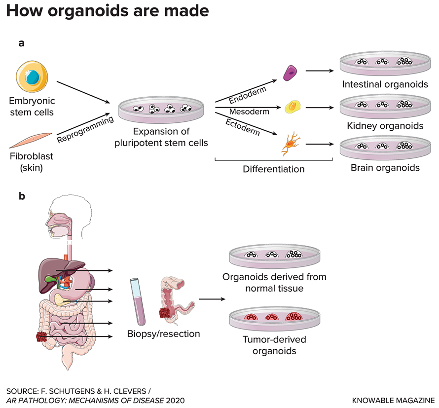 G-how-organoids-are-made-890x827.jpg