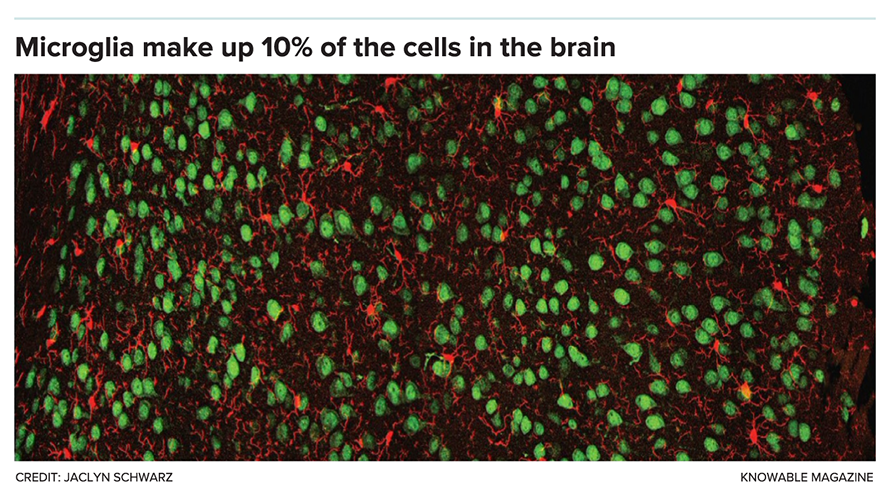 Microglia (red) are immune cells that do a variety of jobs in the brain and interact closely with neurons (green) throughout life.
