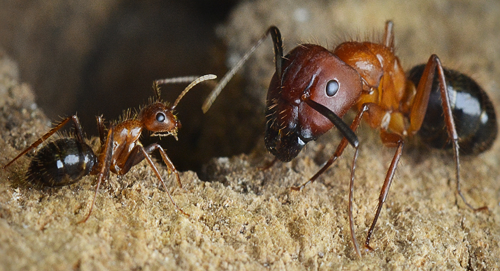 Carpenter-ants1000.jpg