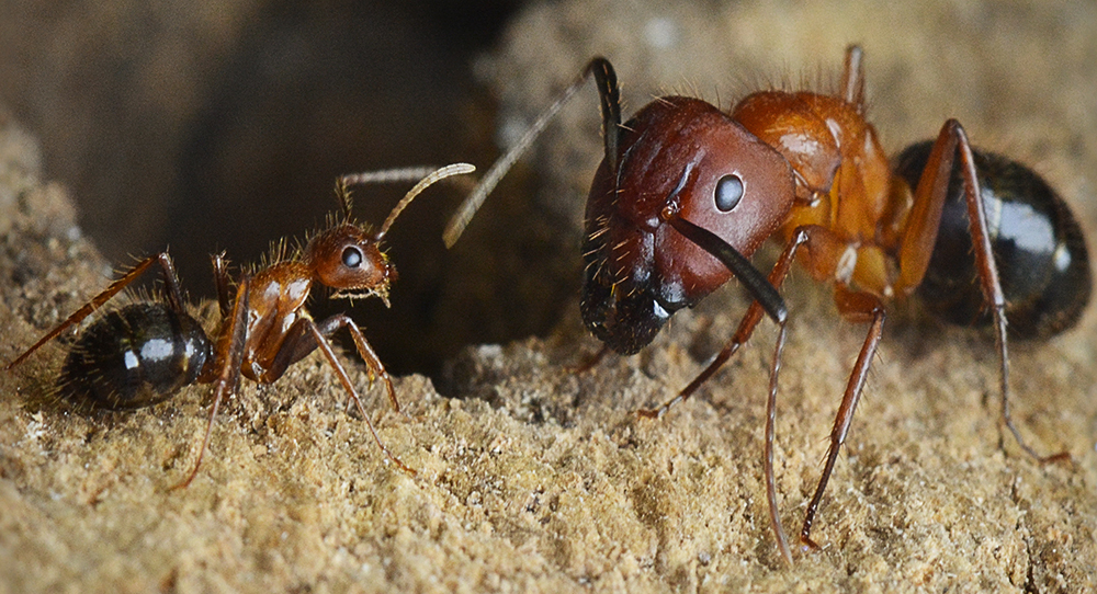 Carpenter-ants1000.jpg Carpenter-ants1000.jpg