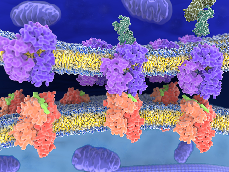 MCP-immunopeptidome-890x668.jpg