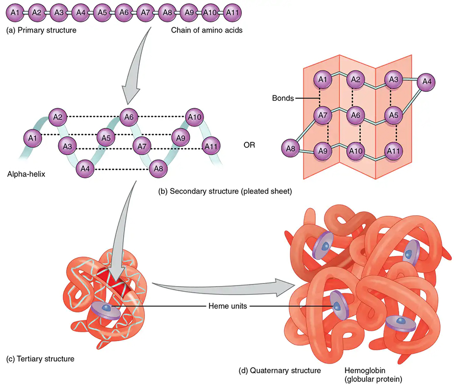 Chain-amino-acids-890x757.jpg Chain-amino-acids-890x757.jpg