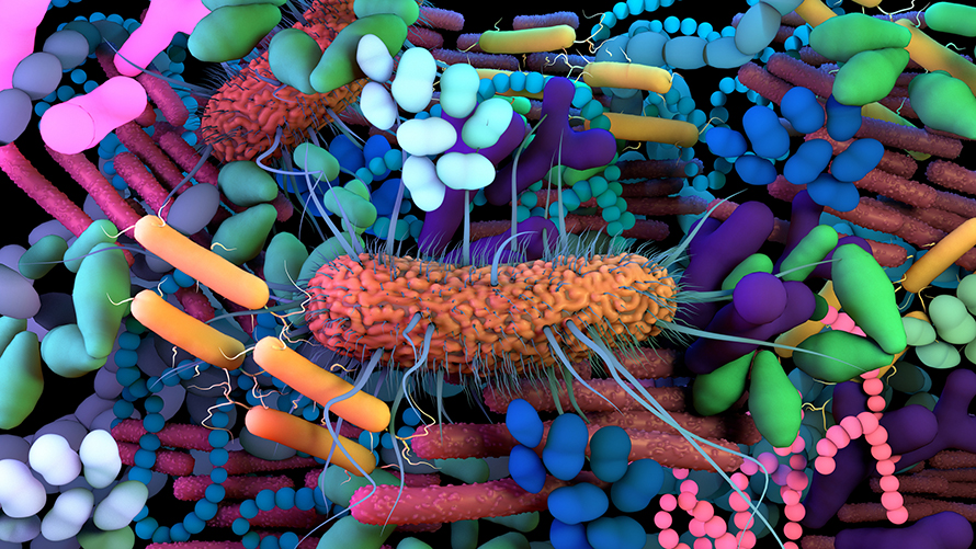 Microbiota-890x501.jpg Microbiota-890x501.jpg