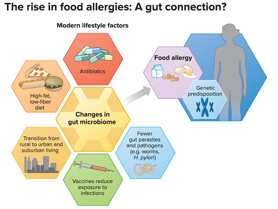G-rise-in-food-allergies-alt-890x671.jpg G-rise-in-food-allergies-alt-890x671.jpg
