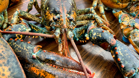Lobsters hold the secret of a long, cancer-free life in their genes