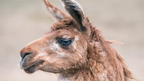 Innovative approach opens the door to COVID nanobody therapies