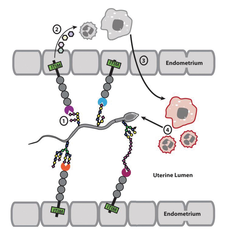JBC-news-sperm-leukocytic-resposne-(1).jpg