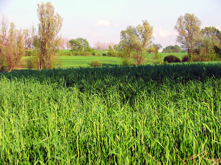 JBC-Maize_field-890x668.jpg JBC-Maize_field-890x668.jpg