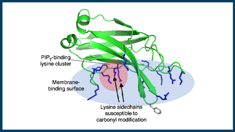 A surprising modification lowers the lipid binding affinity of a membrane trafficking protein