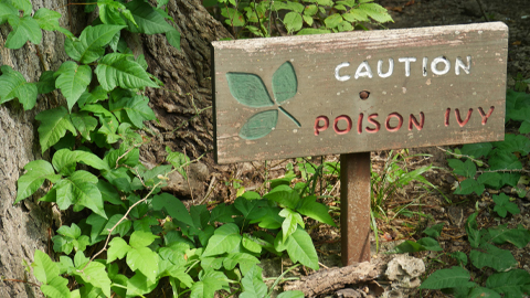 How poison ivy works