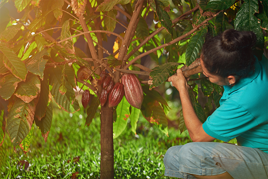 Caco-farmer-890x594.jpg