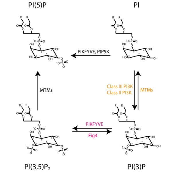 PI-3-5-P2-production-process-600x600.jpg PI-3-5-P2-production-process-600x600.jpg