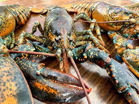 Lobster-445x334.jpg Lobster-445x334.jpg
