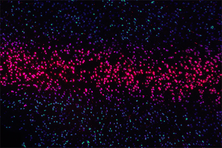 DNA-445x297.jpg DNA-445x297.jpg