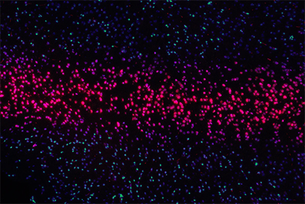 DNA-445x297.jpg