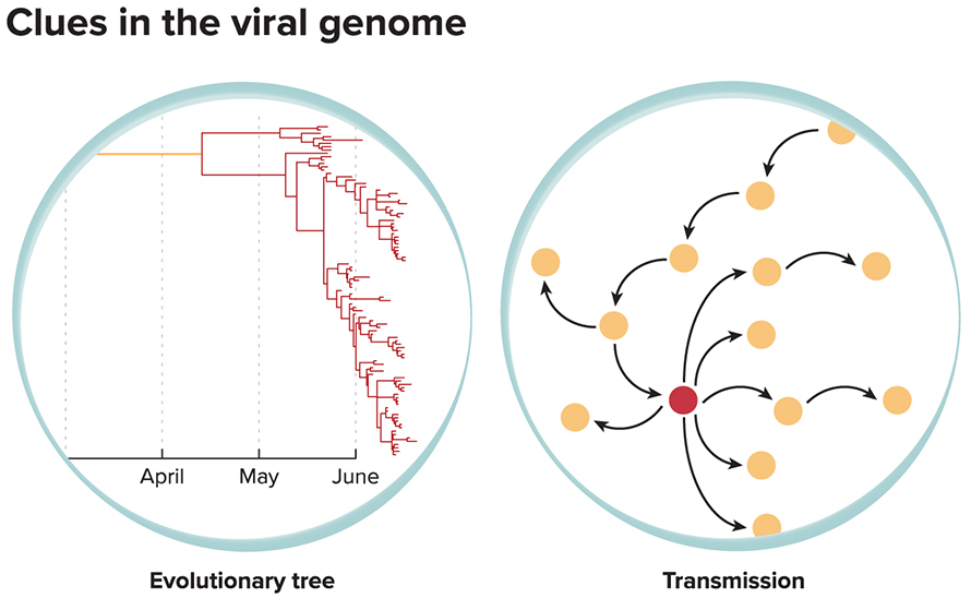 G-viral-genome-clues-alt-890x548.jpg