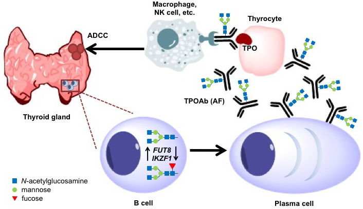 mcp-FTJ-glycosylation-TPOAb0-706x408.jpg