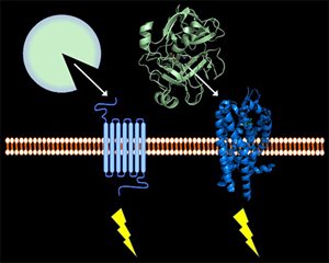 ASBMB-Serine-Protease-opaque-445x357.jpg