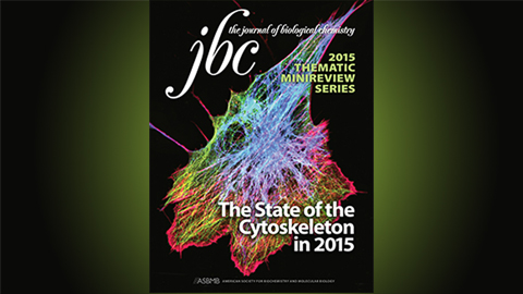 JBC: Pulling apart the cytoskeleton
