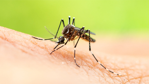 A new way to target mosquito-borne viruses