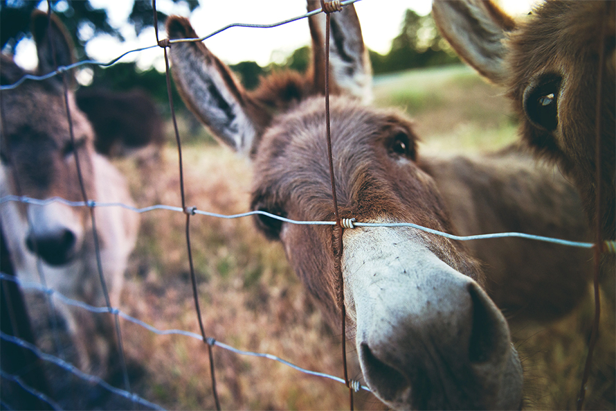 Donkey-890x593.jpg Donkey-890x593.jpg