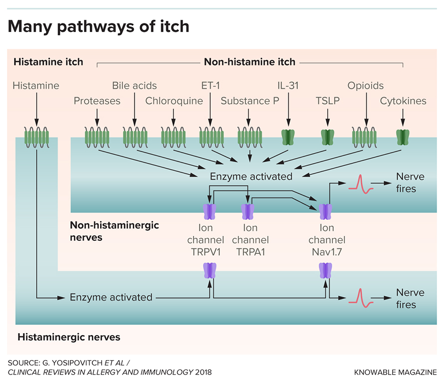 G-itch-pathways-890x768.jpg