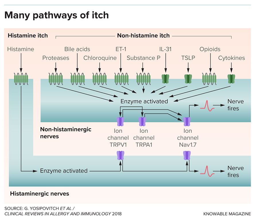 G-itch-pathways-890x768.jpg G-itch-pathways-890x768.jpg