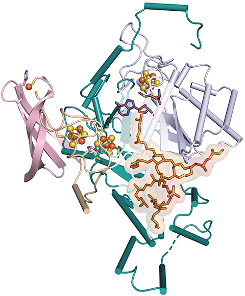 A research team at Penn State captured this structure of the GDGT-synthesizing enzyme bound to its substrates.