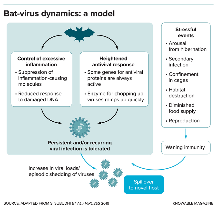 G-bat-virus-dynamics-alt-890x854.jpg G-bat-virus-dynamics-alt-890x854.jpg