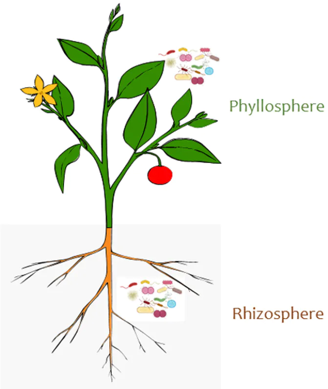 Microbes-671x795.jpg Microbes-671x795.jpg