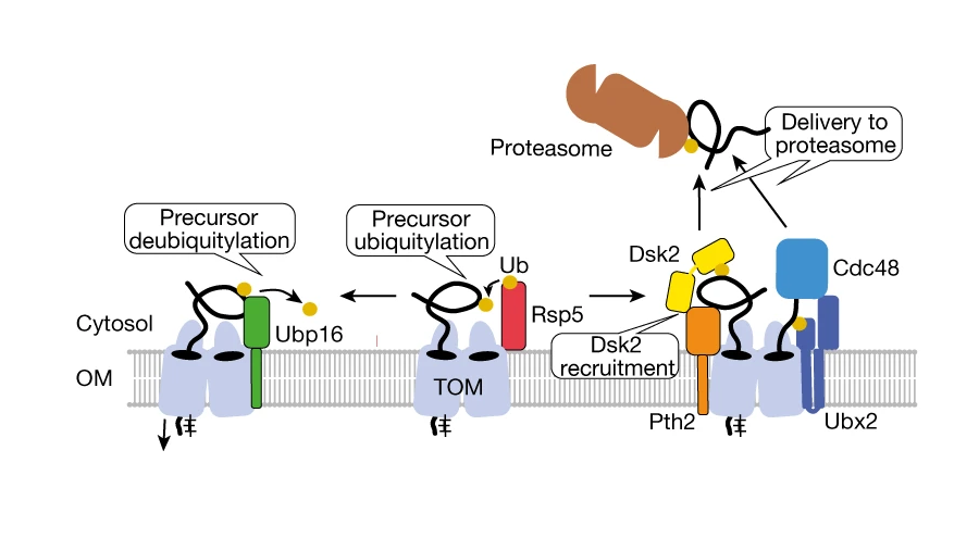 Model of the quality control mechanism for removing arrested proteins from the mitochondrial entry gate.