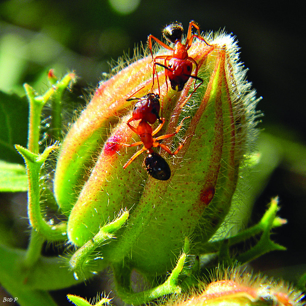 Ants-on-hibiscus-bud1000.jpg