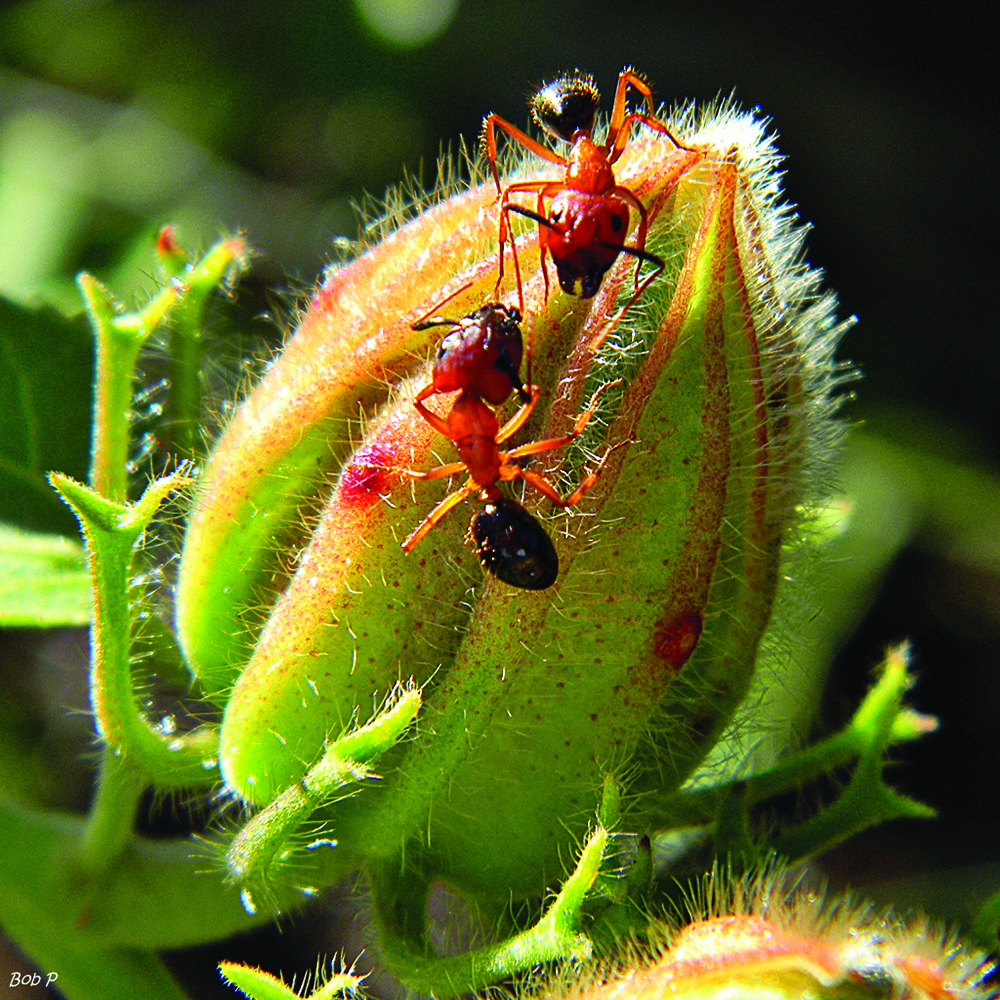 Ants-on-hibiscus-bud1000.jpg Ants-on-hibiscus-bud1000.jpg